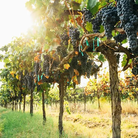 Doce De Colon C Requena